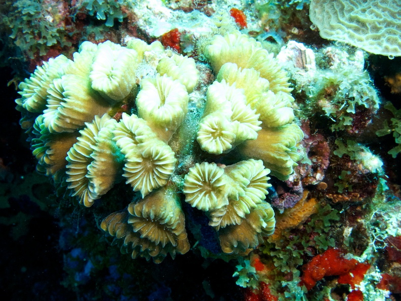 Flower Coral IMG_7402.jpg